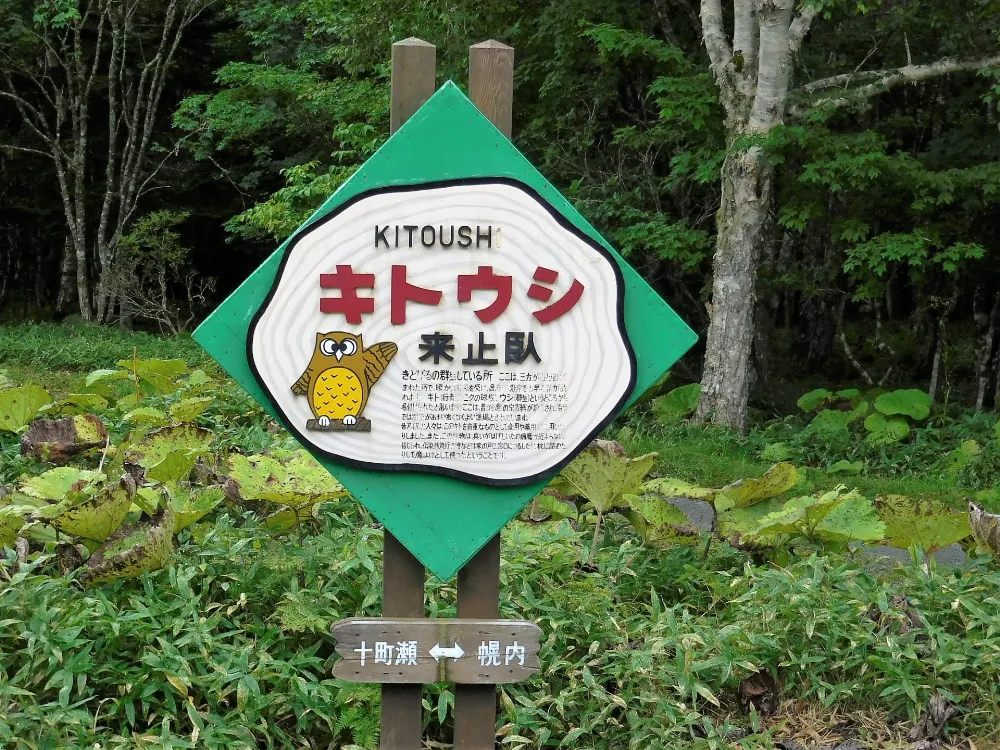 来止臥野営場